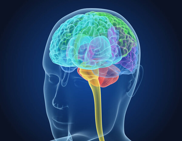 Xray Brain anatomy with inner structure, Medically accurate 3D illustration