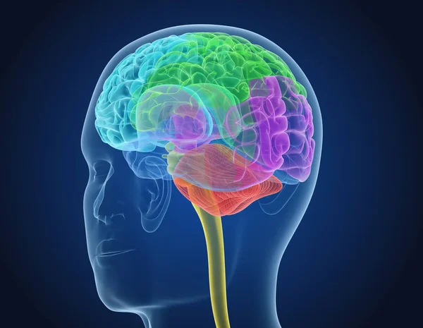 Ray Brain Anatomie Met Innerlijke Structuur Medisch Nauwkeurige Illustratie — Stockfoto