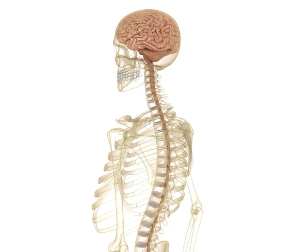 Cerebro Esqueleto Anatomía Humana Ilustración Médicamente Precisa — Foto de Stock