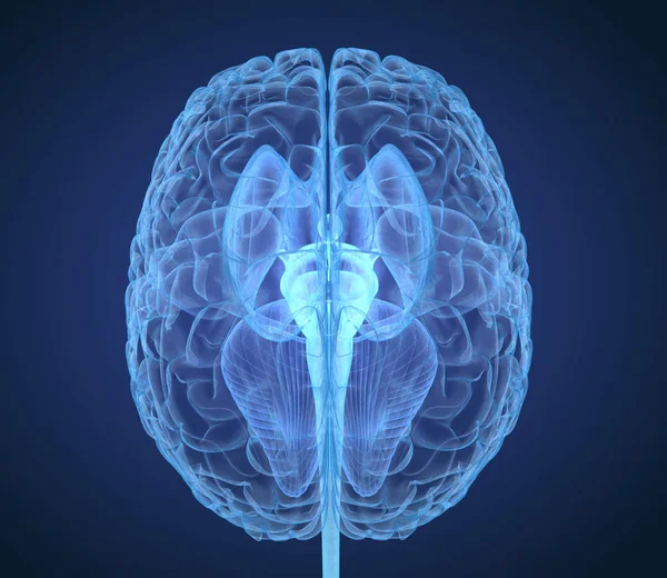 Anatomia Cerebrale Raggi Con Struttura Interna Illustrazione Clinicamente Accurata — Foto Stock