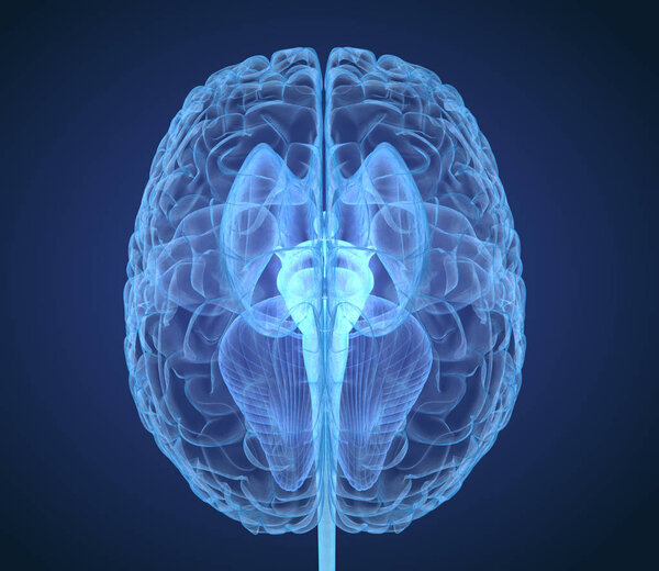 Анатомия мозга Xray с внутренней структурой, медицинская точность 3D иллюстрации
