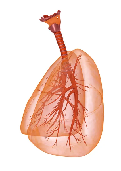 人肺和气管 医学上精确的3D — 图库照片