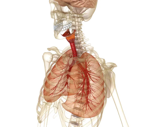 Poumons Trachée Squelette Humains Illustration Médicalement Précise — Photo