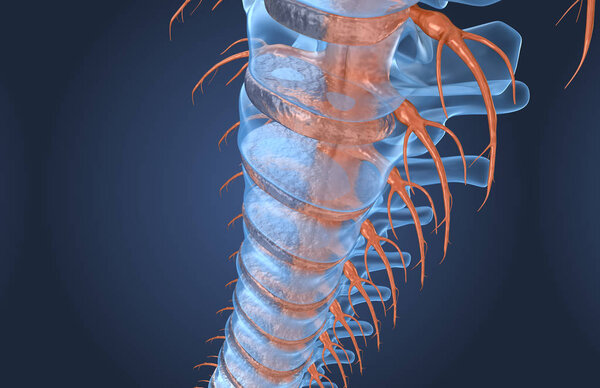 Spine anatomy x-ray macro view, 3d render