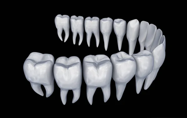 Dentes Humanos Instalação Anatomia Odontológica Medicamente Precisa — Fotografia de Stock