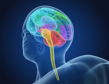 İnsan beyni X-ray tarama, tıbben doğru 3d çizim