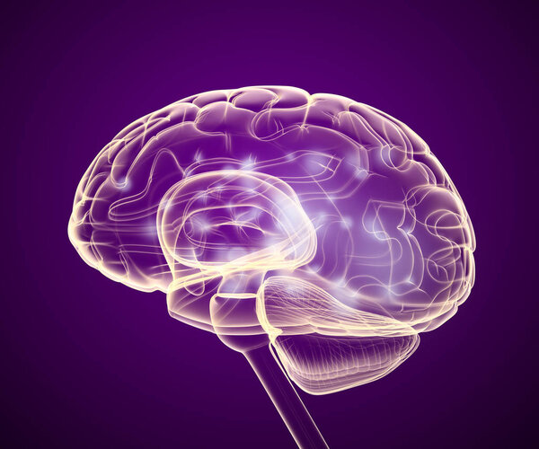 Human brain X-ray scan , Medically accurate 3D illustration