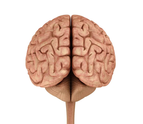 Mänskliga Hjärnan Modell Isolerade Vitt Medicinskt Korrekt Illustration — Stockfoto