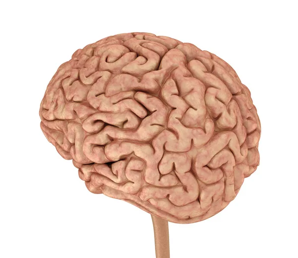 Human Brain Model Isolated White Medically Accurate Illustration — Stock Photo, Image