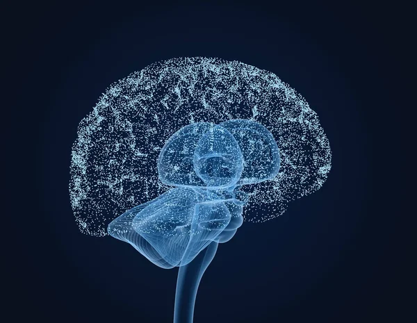 Human Brain Ray Scan Medically Accurate Illustration — Stock Photo, Image