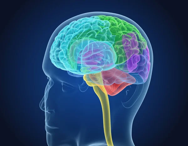 Mänskliga Hjärnan Röntgen Scan Medicinskt Korrekt Illustration — Stockfoto