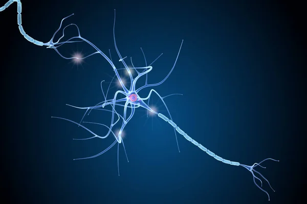 Nerve Cell Anatomy Details Illustration — Stock Photo, Image