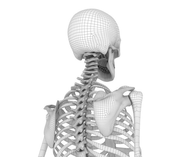 Человеческий скелет: грудь. Вид спереди. Медицинская точность 3D иллюстрации
