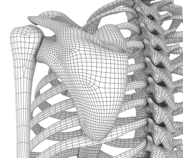 Scheletro Umano Petto Vista Frontale Illustrazione Clinicamente Accurata — Foto Stock