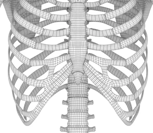 人骨架 乳房胸部3D渲染 — 图库照片