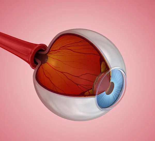 Göz Anatomisi Yapı Illüstrasyon — Stok fotoğraf