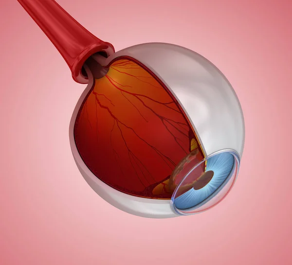 Anatomía Ocular Estructura Interna Ilustración — Foto de Stock