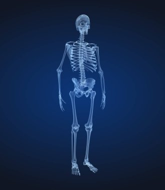 İnsan iskeleti, xray görünümü. Tıbbi olarak doğru 3d illüstrasyon .