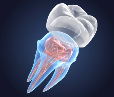 Taçlı şeffaf dişler. Beyaz arka plan üzerinde endodonti iç yapının 3d render