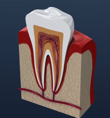 Dilimlenmiş azı dişleri. Endodonti iç yapısının 3d render .
