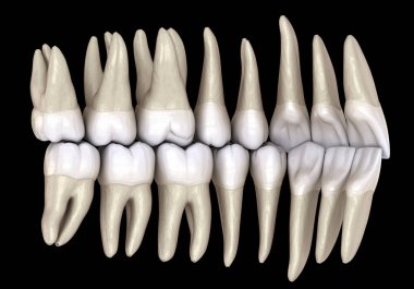Sağlıklı insan dişleri, iç görünümden normal tıkanma ile. 3d İllüstrasyon