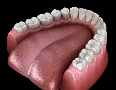 İnsan çikleti ve dişleri. Tıbbi olarak doğru diş 3D illüstrasyon