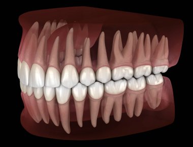 Morphology of mandibular and maxillary human gum and teeth. Medically accurate tooth 3D illustration clipart