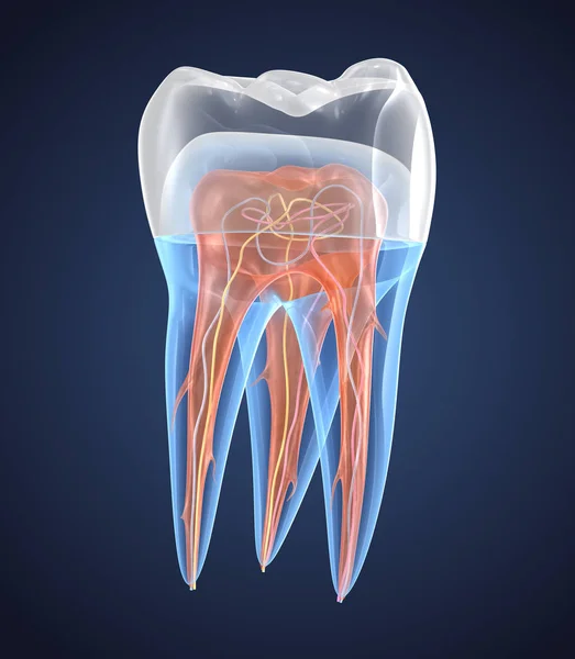 Denti Trasparenti Con Corona Rendering Endodonzia Struttura Interna Sfondo Bianco — Foto Stock