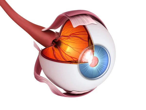 Anatomia Dos Olhos Estrutura Interna Ilustração Medicamente Precisa — Fotografia de Stock