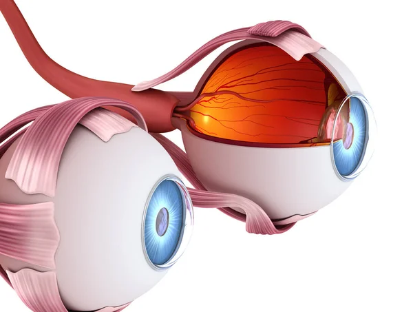 Anatomia Dos Olhos Estrutura Interna Ilustração Medicamente Precisa — Fotografia de Stock