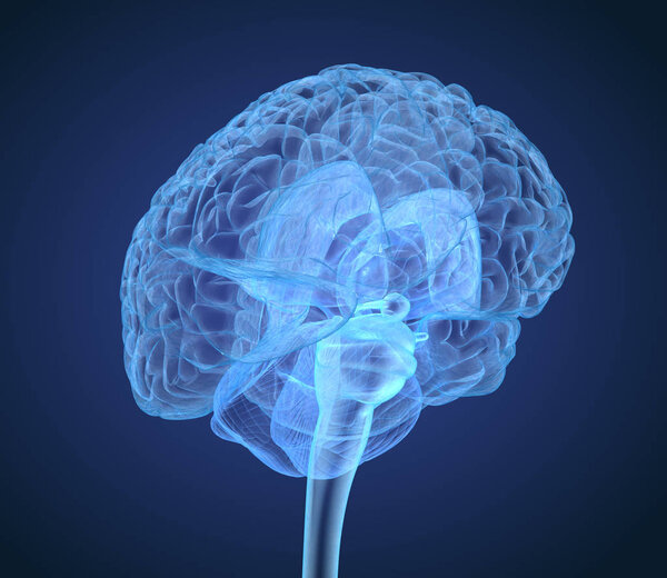 Рентгеновское сканирование мозга человека, медицинская точность 3D иллюстрации
