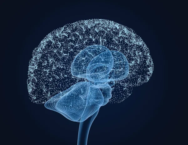 Menselijk Brein Ray Scan Medisch Nauwkeurige Illustratie — Stockfoto