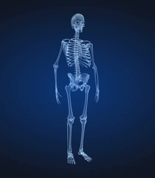 人間の骨格 X線図 医学的に正確な3Dイラスト — ストック写真