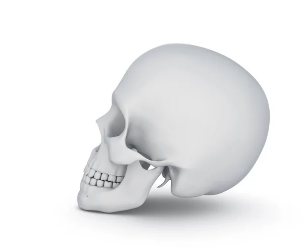White Skull White Illustration — 스톡 사진
