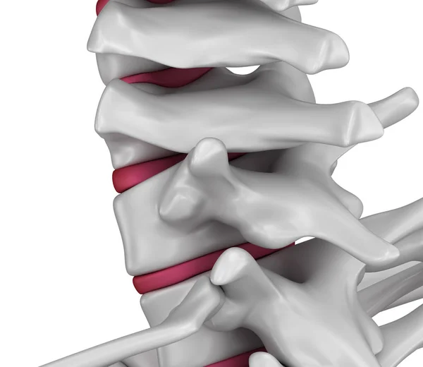 Anatomía Columna Vertebral Área Del Cuello Ilustración —  Fotos de Stock