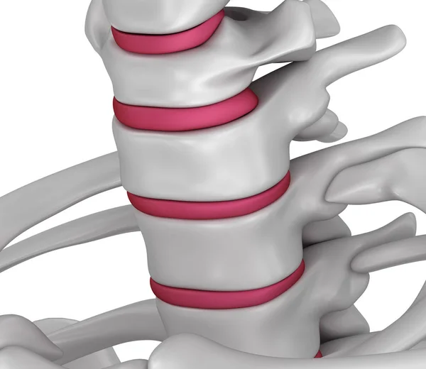 脊柱解剖 颈部区域 — 图库照片