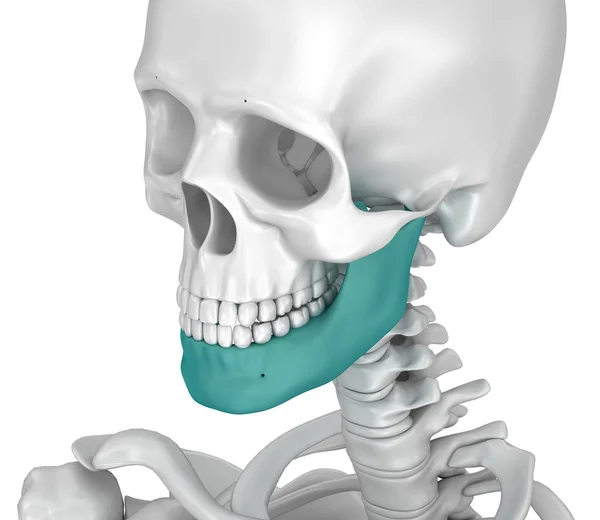 人間の彫刻とマークされた下顎 3Dイラスト — ストック写真