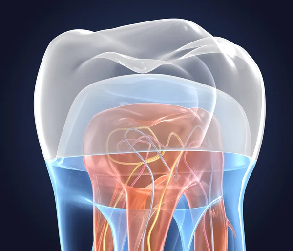 Průhledné Zuby Korunou Vyobrazení Endodonické Vnitřní Struktury Nad Bílým Pozadím — Stock fotografie