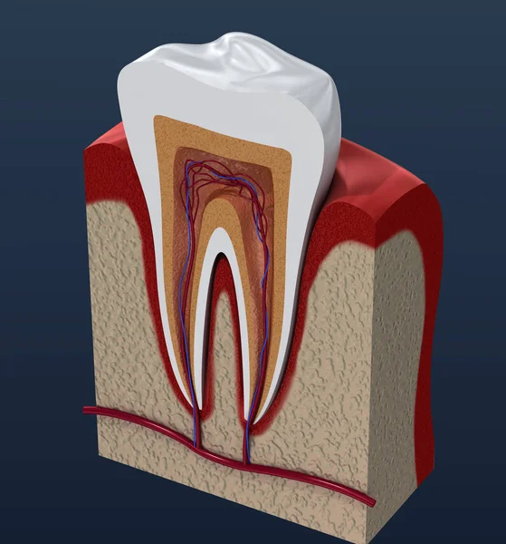 Sliced Molar Teeth Renderings Endodontics Inner Structure — Stock Photo, Image