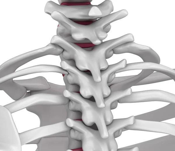 Anatomía Columna Vertebral Área Del Cuello Ilustración — Foto de Stock