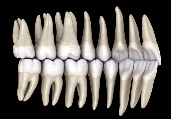 Sağlıklı Insan Dişleri Görünümden Normal Tıkanma Ile Llüstrasyon — Stok fotoğraf