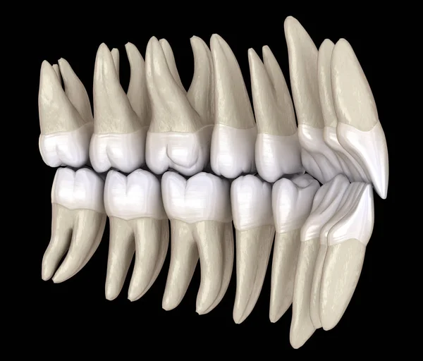 Dientes Humanos Sanos Con Oclusión Normal Desde Vista Interior Ilustración — Foto de Stock