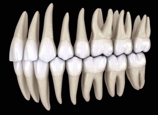 Dientes Humanos Sanos Con Oclusión Normal Vista Lateral Ilustración —  Fotos de Stock