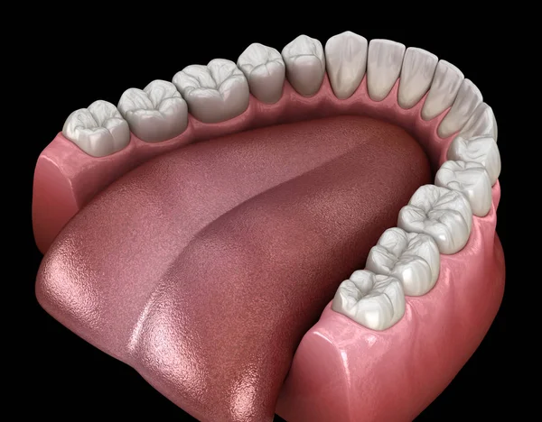 下颌骨人类的牙龈和牙齿 医学上准确的牙齿3D图像 — 图库照片