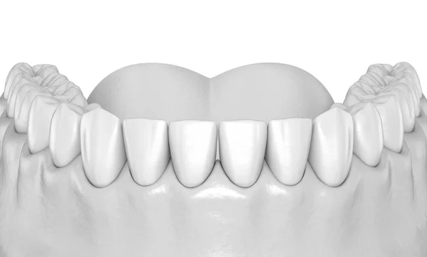 Мандибулярна Людська Гумка Анатомія Зубів Медично Точна Ілюстрація Зуба — стокове фото