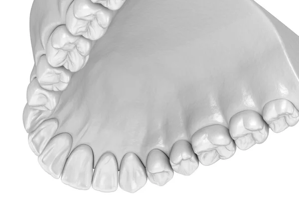 Gengiva Humana Maxilar Dentes Ilustração Dente Medicamente Precisa — Fotografia de Stock