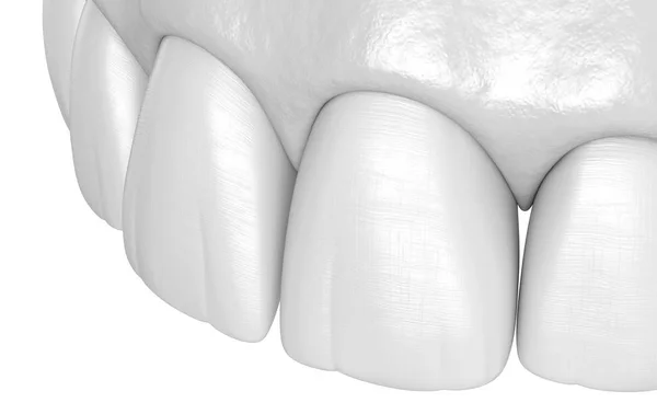 Dentes Humanos Maxilares Incisivos Ilustração Dente Medicamente Precisa — Fotografia de Stock