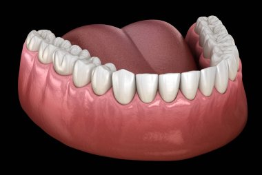 İnsan çikleti ve dişleri. Tıbbi olarak doğru diş 3D illüstrasyon