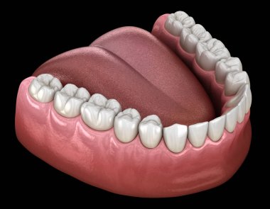 İnsan çikleti ve dişleri. Tıbbi olarak doğru diş 3D illüstrasyon