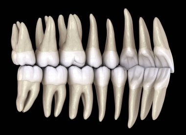 Sağlıklı insan dişleri, iç görünümden normal tıkanma ile. 3d İllüstrasyon